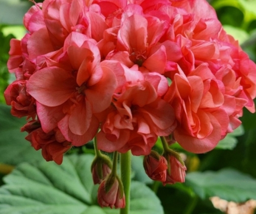 editor_19_1_1_105656.jpg