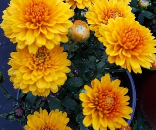 editor_27_1_1_113334.jpg