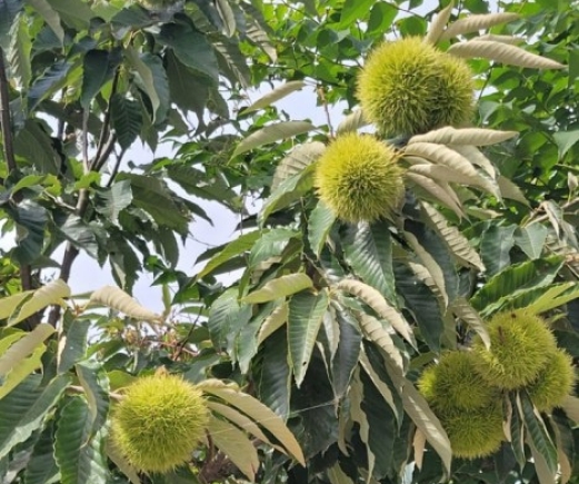 editor_66_1_1_121055.jpg