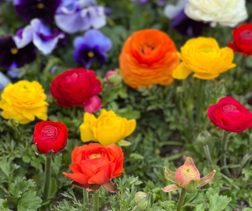 editor_8_1_1_104056.jpg